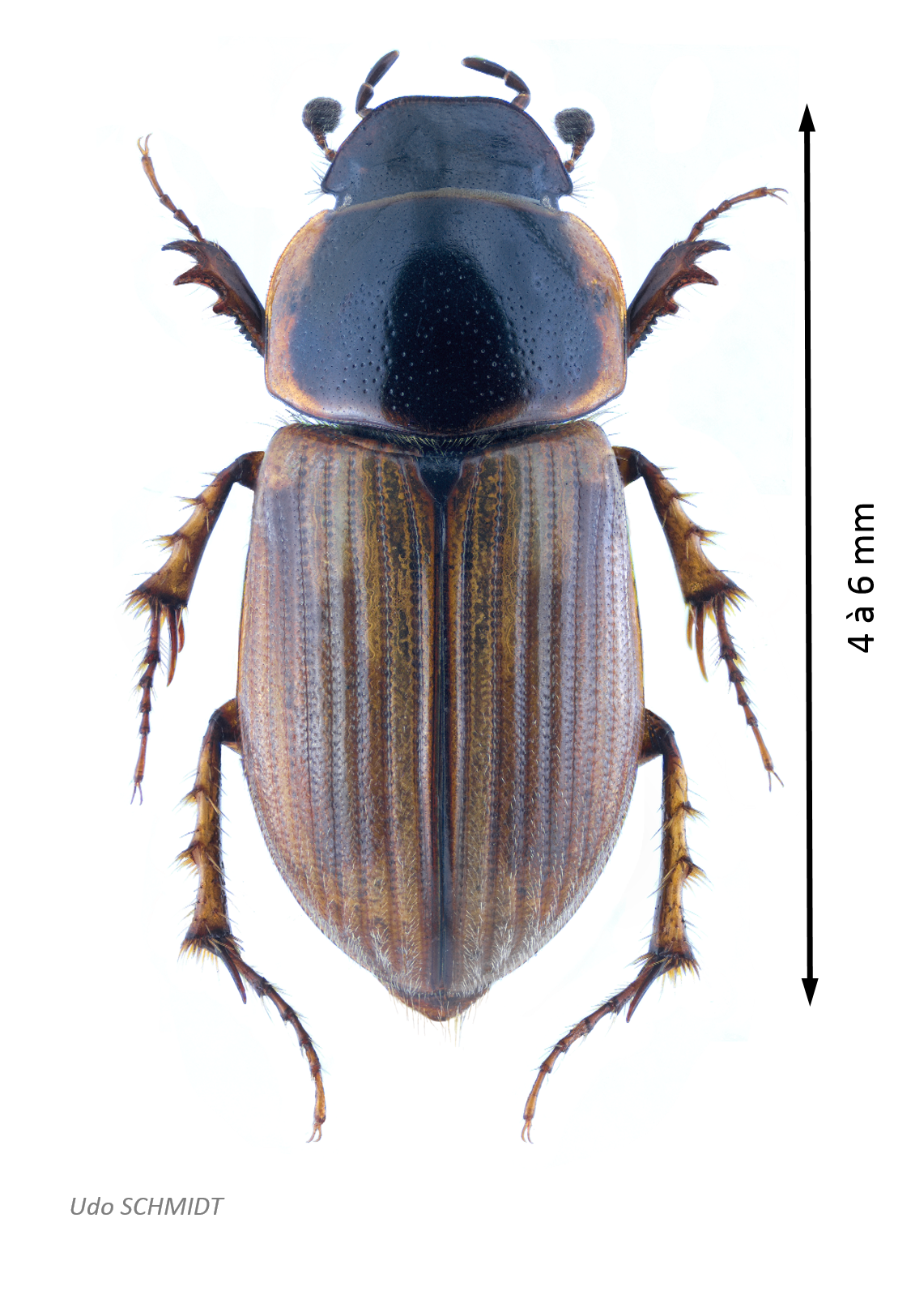 Melinopterus sphacelatus.png